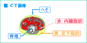 内臓脂肪ＣＴ断面図